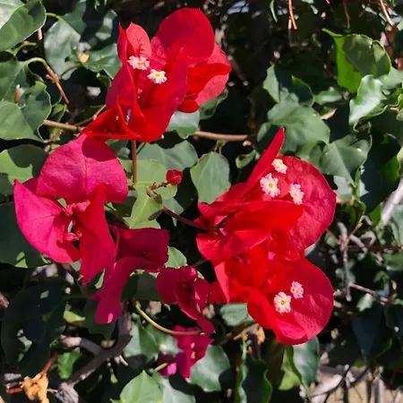 Casa Do Porto Ocean View * Paul do Mar (Madeira)