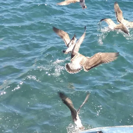 Casa Do Porto Ocean View * Paul do Mar (Madeira)